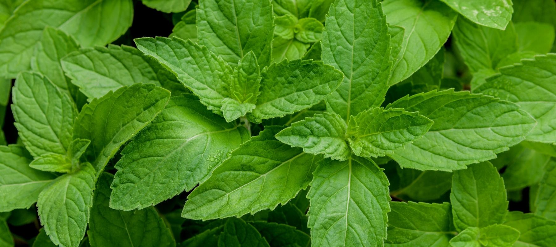 Real and Natural Peppermint Leaves Growing