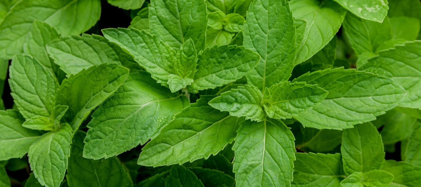 What Are the Benefits of Natural Peppermint? - Myntz!