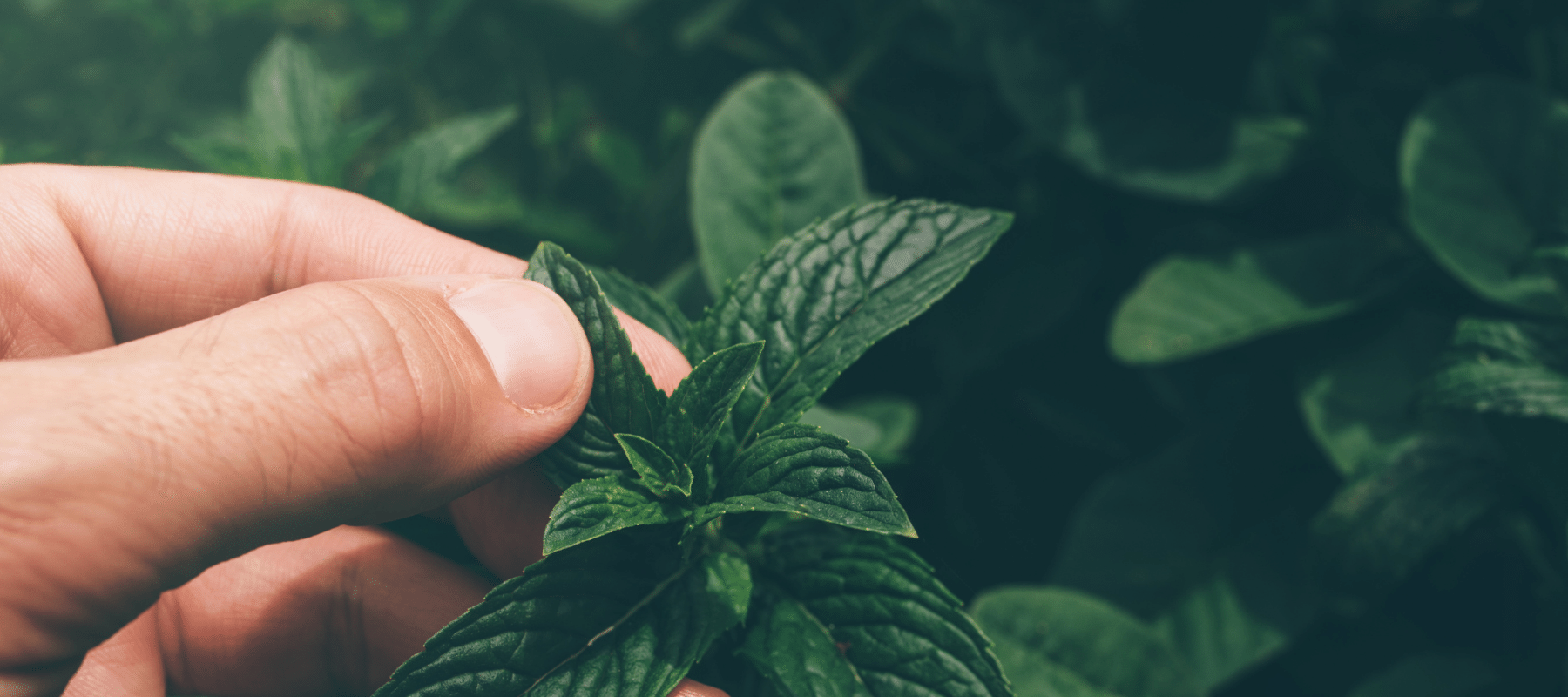 Hand Holding a Green Peppermint Plant