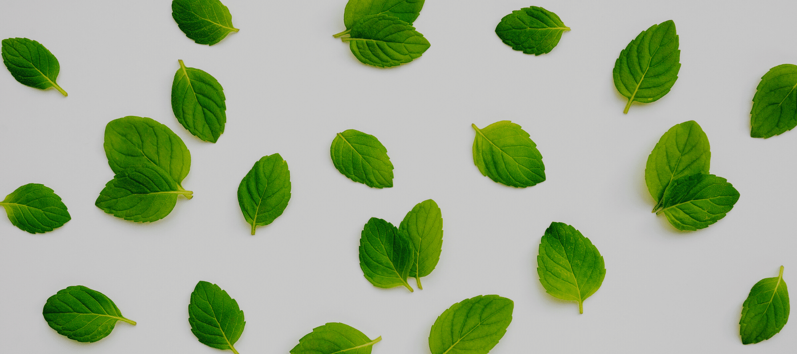 Peppermint Leaves Against a White Background